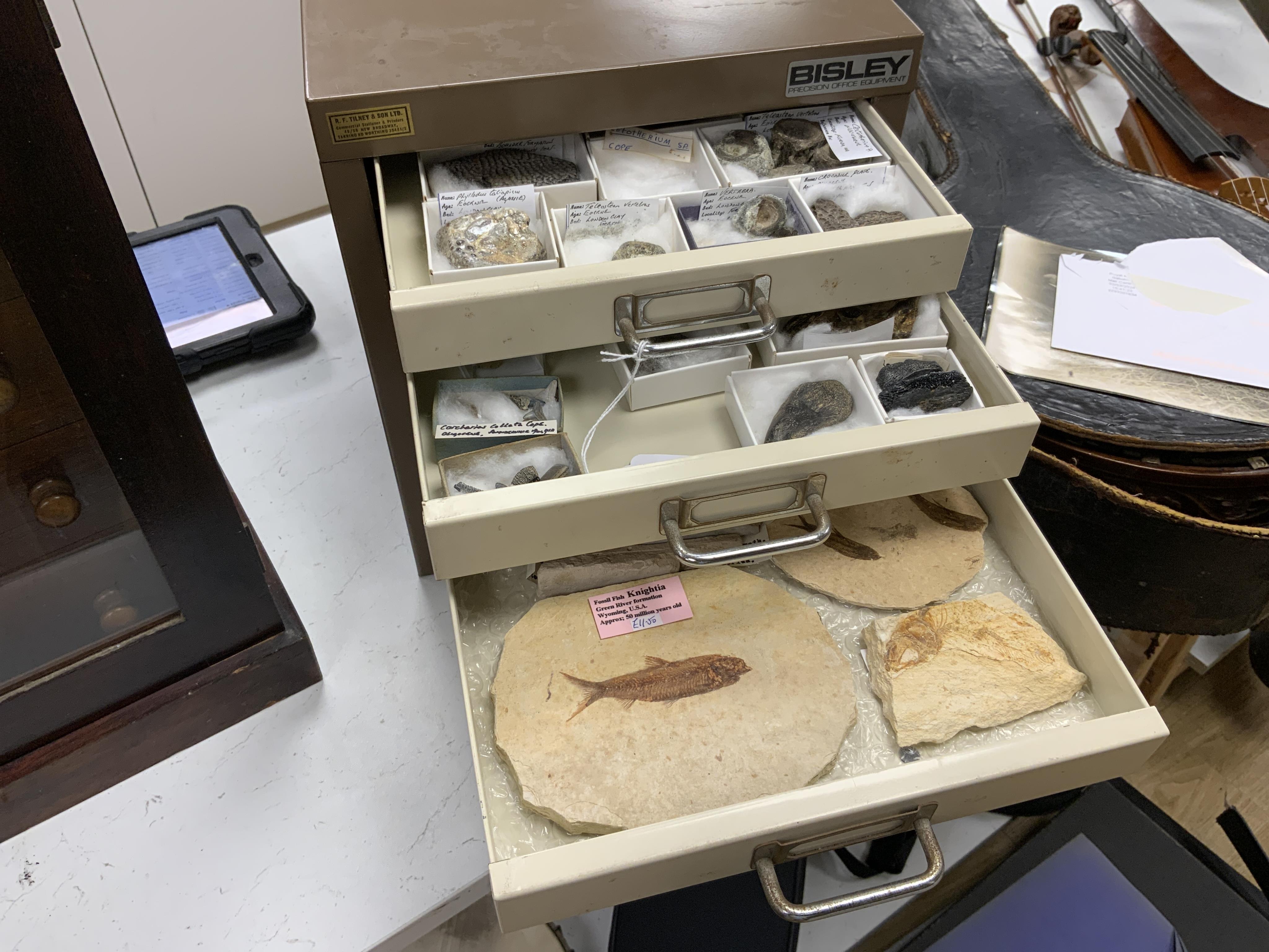Fossil fish interest; a Bisley eight drawer cabinet containing a collection of seventeen fossil fish on matrix including Knightia from the Green River Formation Wyoming, together with fossilised vertebrae, fossil insects